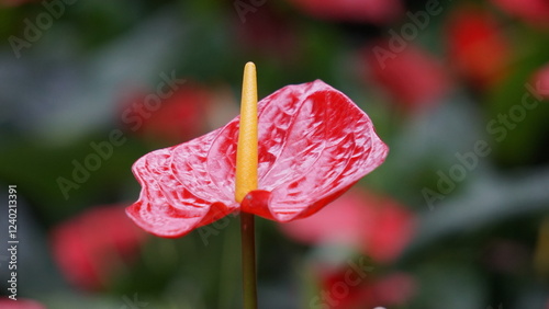 Anthurium andraeanum (flamingo flower, tailflower, painter's palette, oilcloth flower, laceleaf, kuping gajah) flower. The whole plant is toxic. It contains saponins and crystals of calcium oxalate photo