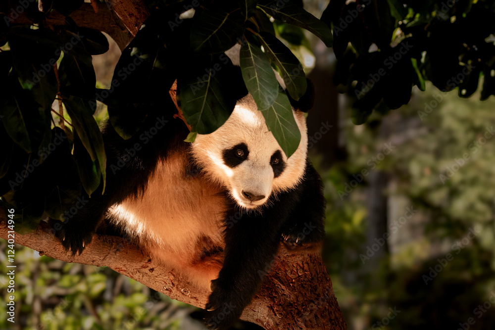 Obraz premium animal, Asia, bear, bear panda, black and white, China, cute, fun, fun animals, panda, wild animal, zoo
