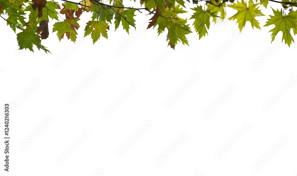 Plane tree leaves drying and falling to the ground in autumn Plane tree leaves drying and falling to the ground in autumn