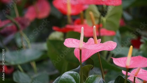 Anthurium andraeanum (flamingo flower, tailflower, painter's palette, oilcloth flower, laceleaf, kuping gajah) flower. The whole plant is toxic. It contains saponins and crystals of calcium oxalate