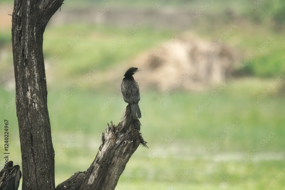 Obraz premium Bird photography 