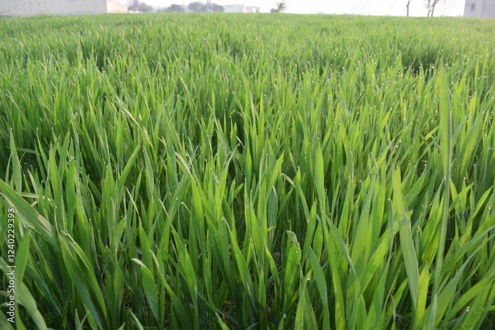 Obraz premium Asian agriculture seasonal crops in growing process, Seedlings of young shoots on field in spring. Green wheat sprouts on field against sky and clouds. Slow motion. Concept of life, growing sprouts. 