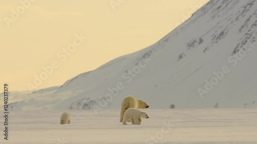 Polar Bear smother and cunb sniffing for nearby prey in the harsh environment of the north pole Arctic circle