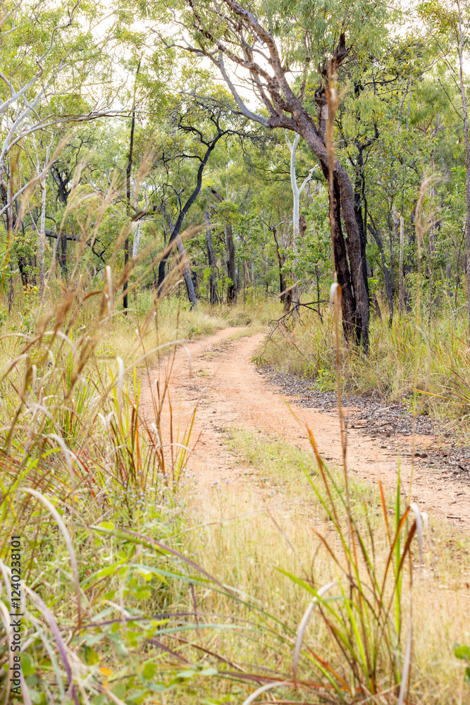 winding outback track road tree lined bush winding outback track road tree lined bush