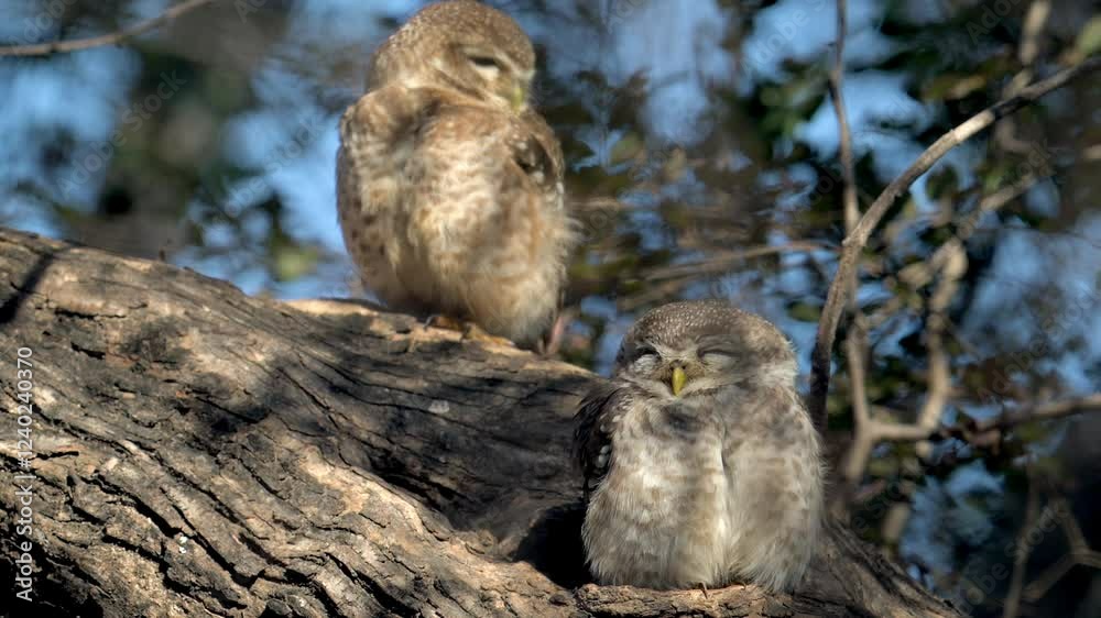 Spotted Owlet couple resting on a tree branch, close up shot Spotted Owlet couple resting on a tree branch, close up shot