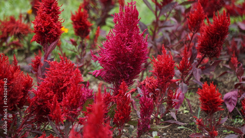 Celosia Sunday in the park. Celosia Sunday flowers come in a variety of colors, including orange, pink, red, and salmon. Celosia Sunday in the park. Celosia Sunday flowers come in a variety of colors, including orange, pink, red, and salmon.
