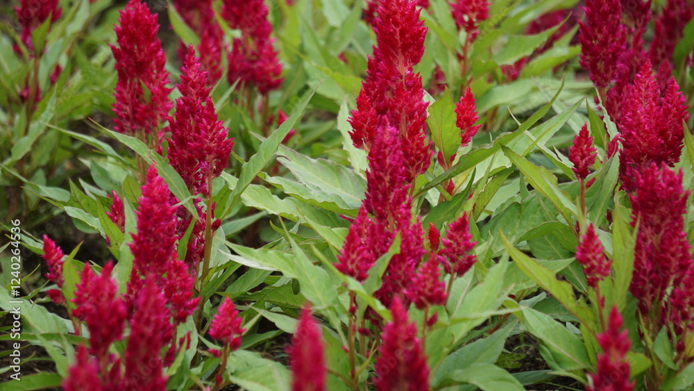 Celosia Sunday in the park. Celosia Sunday flowers come in a variety of colors, including orange, pink, red, and salmon. Celosia Sunday in the park. Celosia Sunday flowers come in a variety of colors, including orange, pink, red, and salmon.