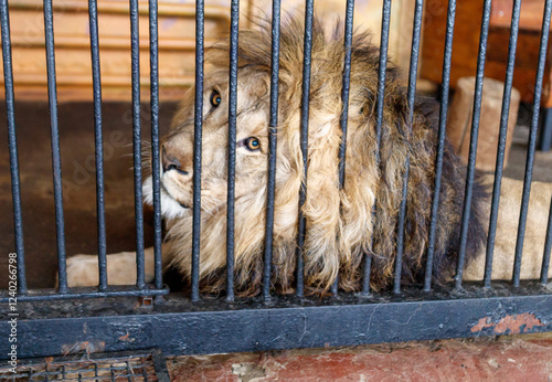 A lion is laying down in a cage with bars