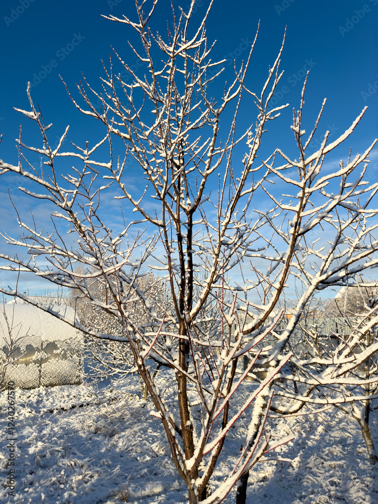 A tree covered in snow with a blue sky in the background A tree covered in snow with a blue sky in the background
