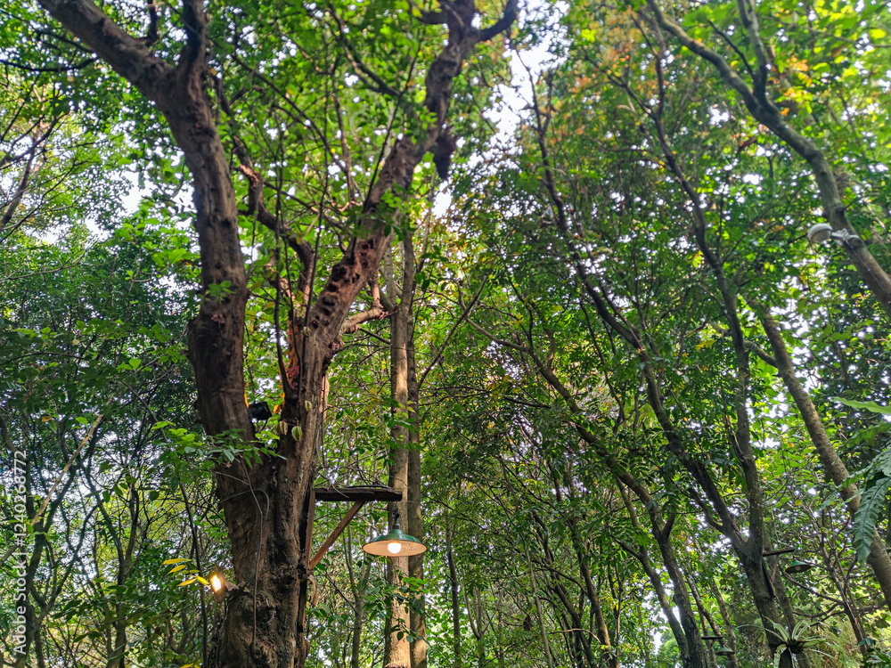 Fototapeta premium A view looking up through the dense canopy of a lush green forest. A hanging lamp is visible amongst the trees. Lush Greenery Canopy with Hanging Lamp