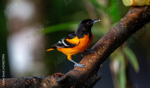 Baltimore oriole