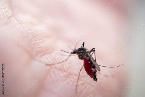 Aedes aegypti mosquitoes on human hand photo