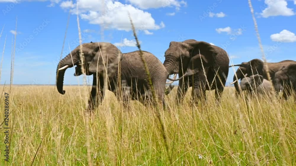 Elephants walking in Kenya savannah on a beautiful clear day with green grass, low point of view 