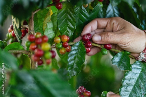 organic arabica coffee with farmer harvest in farm.harvesting Robusta and arabica  coffee berries by agriculturist hands,Worker Harvest arabica coffee berries on its branch, harvest concept.