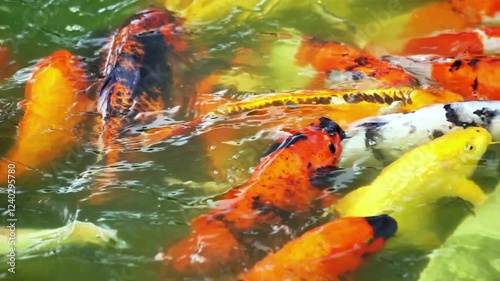 Big koi fish scattered in the fish pond. fish are fighting for food
