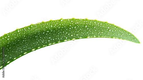 Dew-covered aloe vera leaf, close-up, studio shot, product packaging