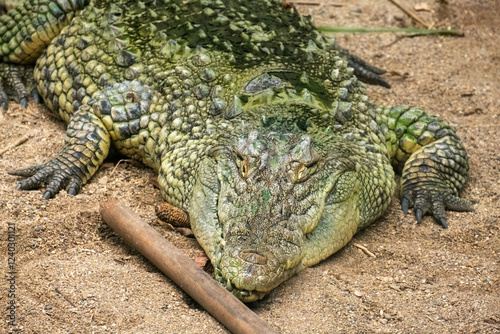 A crocodile lies on the sand in a wildlife park in Izmir, Turkey photo