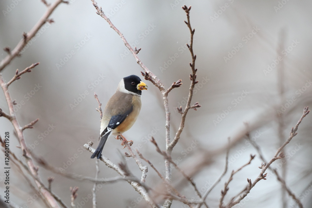 Fototapeta premium The Chinese grosbeak, yellow-billed grosbeak, or black-tailed hawfinch (Eophona migratoria) is a species of finch in the family Fringillidae. This photo was taken in Japan.