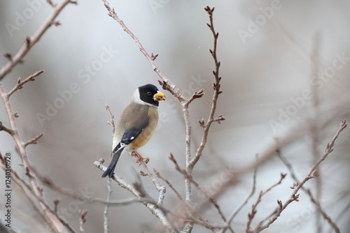 The Chinese grosbeak, yellow-billed grosbeak, or black-tailed hawfinch (Eophona migratoria) is a species of finch in the family Fringillidae. This photo was taken in Japan. photo