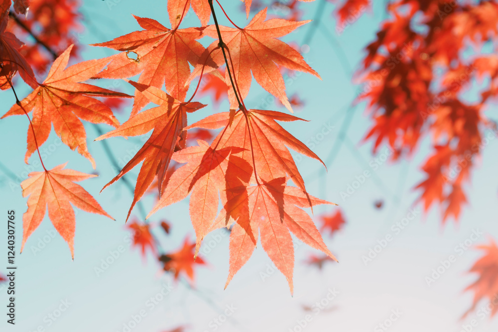 red autumn leaves red autumn leaves