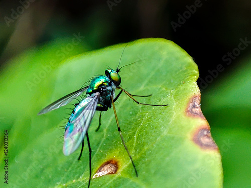 metallic green fly with the Latin name Condylostylus
