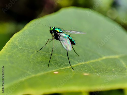 metallic green fly with the Latin name Condylostylus