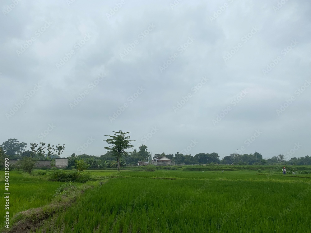 Lush green agricutural fields under a cloudy daytime sky.