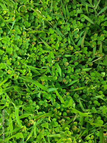 green grass background in the yard