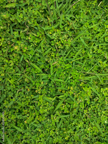 green grass background in the yard