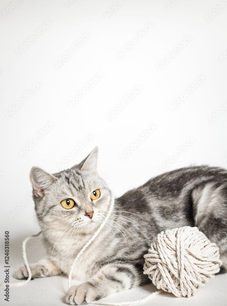 Obraz premium beautiful, gray british cat on a white background with a ball of thread.