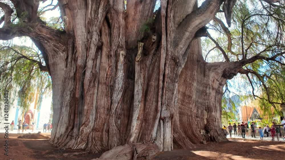 árbol de tule en Oaxaca México, destino de turistas