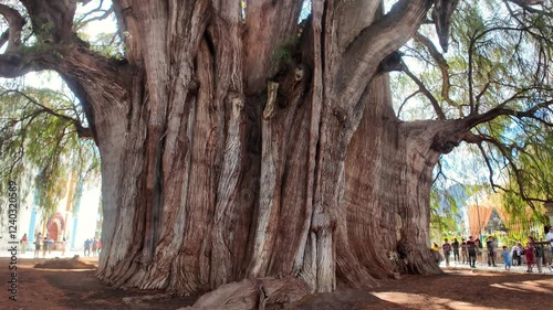 árbol de tule en Oaxaca México, destino de turistas
