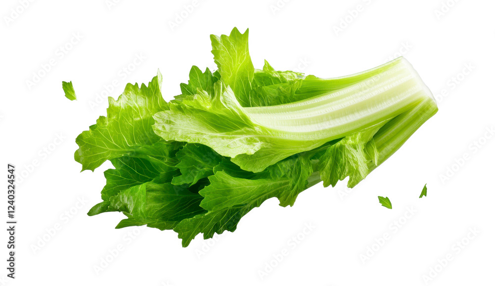 Fresh Green Lettuce Leaf Isolated Background
