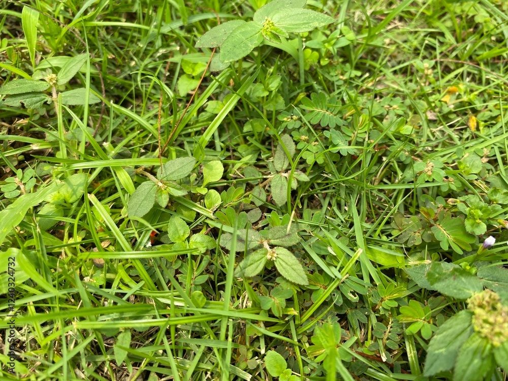 A close up view of fresh grass and small plants thriving in a lush garden environment, showcasing the vibrant greenery and natural textures of plant life in a serene outdoor setting. A close up view of fresh grass and small plants thriving in a lush garden environment, showcasing the vibrant greenery and natural textures of plant life in a serene outdoor setting.
