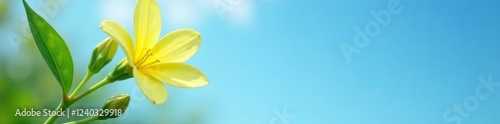 A delicate lemon flower with its matching green leaves rests against a serene blue sky, earthy, soothing, natural