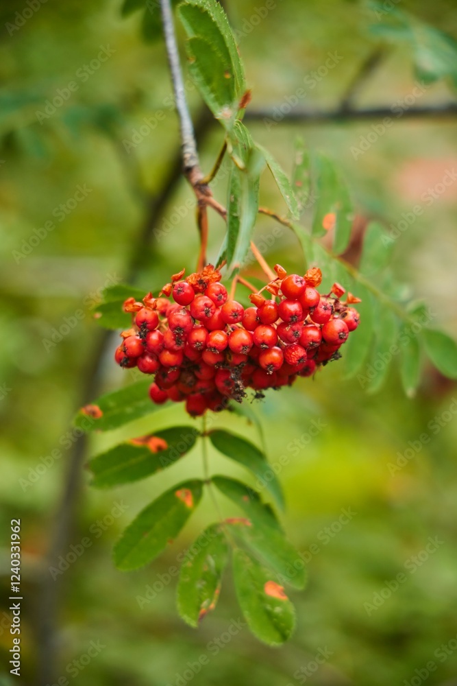 A bunch of red rowan berries on a tree branch. The berries are small and round, gathered in heaps. The tree branch is green, it has leaves on it. A bunch of red rowan berries on a tree branch. The berries are small and round, gathered in heaps. The tree branch is green, it has leaves on it.