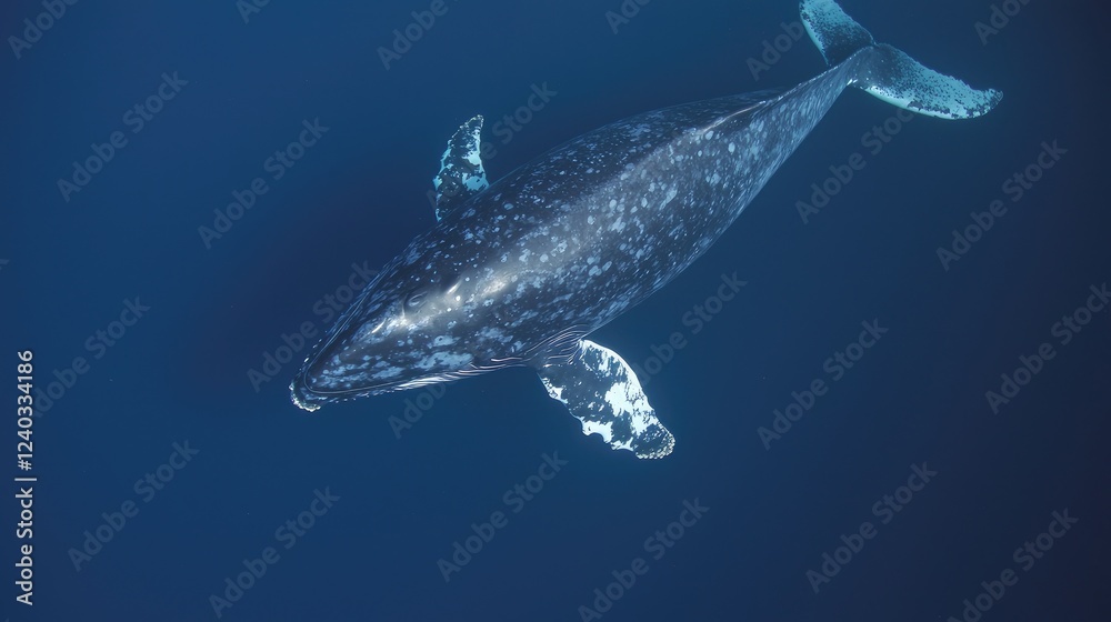 Fototapeta premium Gray whale underwater, ocean background, marine life, wildlife photography, nature documentary