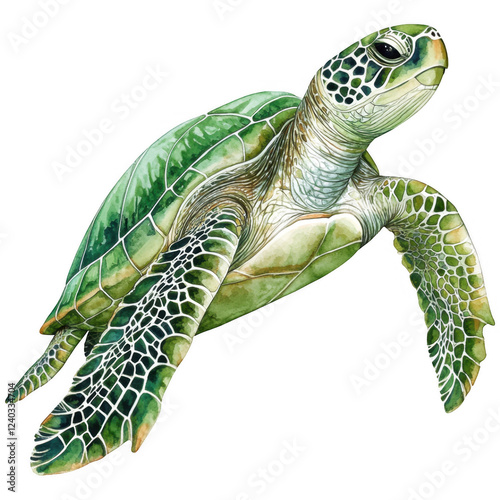 Turtle Clipart Vector Illustration