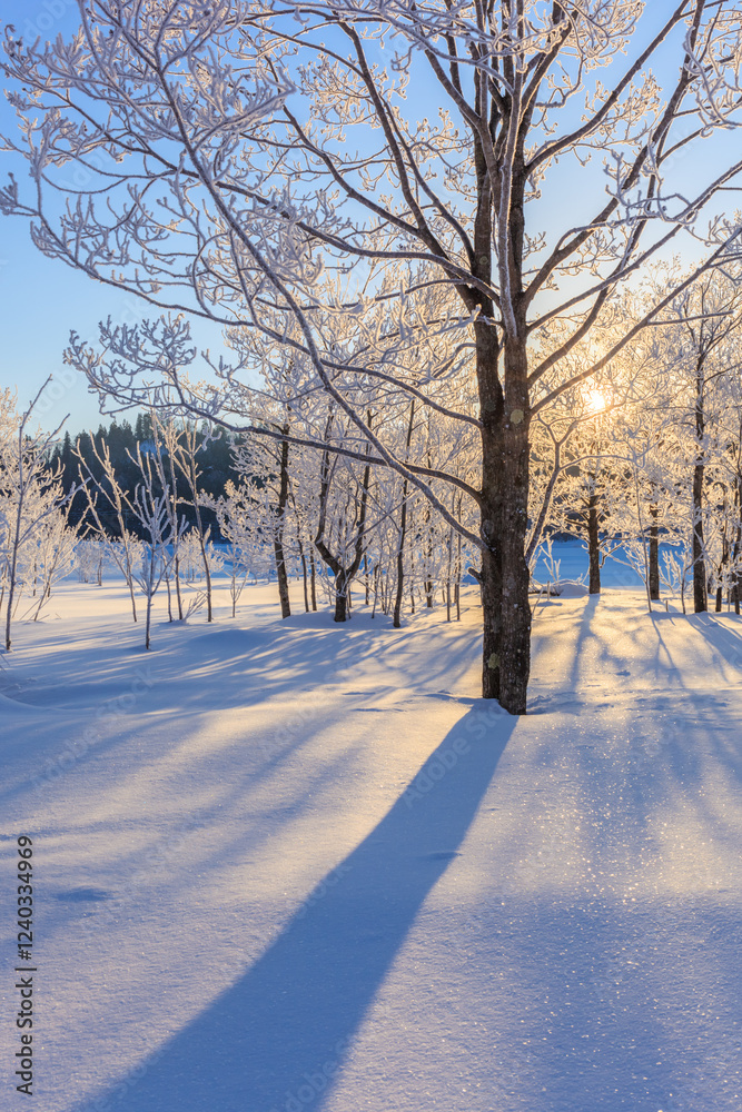 trees with hoarfrost and sunlight
trees with hoarfrost and sunlight