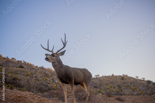 Venado Bura en el desierto de Chihuahua, Mule deer in Mexico´s desert. photo