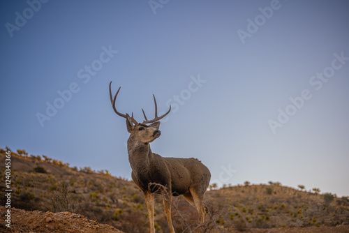 Venado Bura en el desierto de Chihuahua, Mule deer in Mexico´s desert. photo