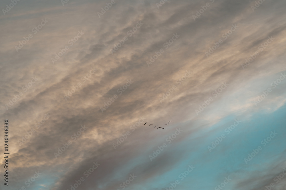 Sunrise sky with wedge of birds in the evening