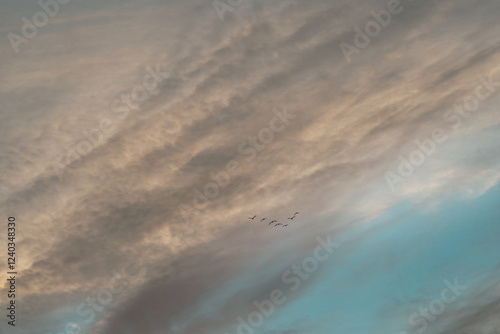 Obraz na płótnie Sunrise sky with wedge of birds in the evening w salonie
