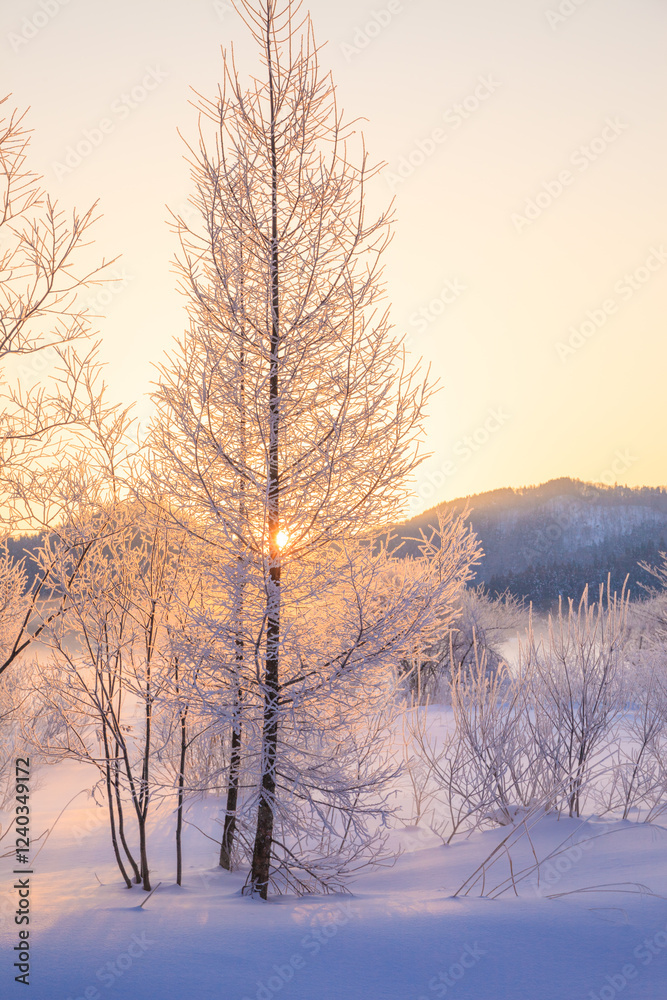 sunrise with winter trees and hoarfrost sunrise with winter trees and hoarfrost