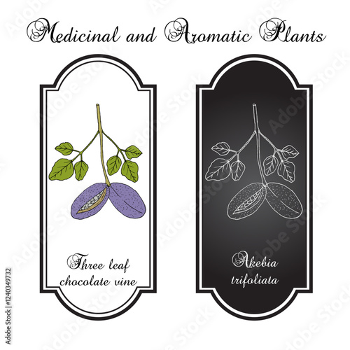 Three leaf chocolate vine (Akebia trifoliata), medicinal and edible plant. Hand drawn botanical vector illustration