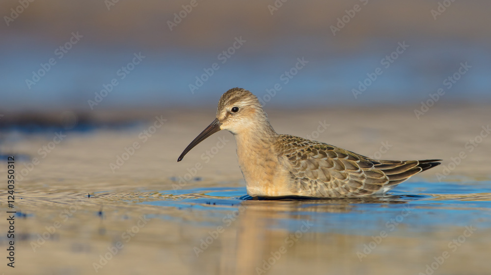 Obraz premium The curlew sandpiper - young bird at a seashore on the autumn migration way