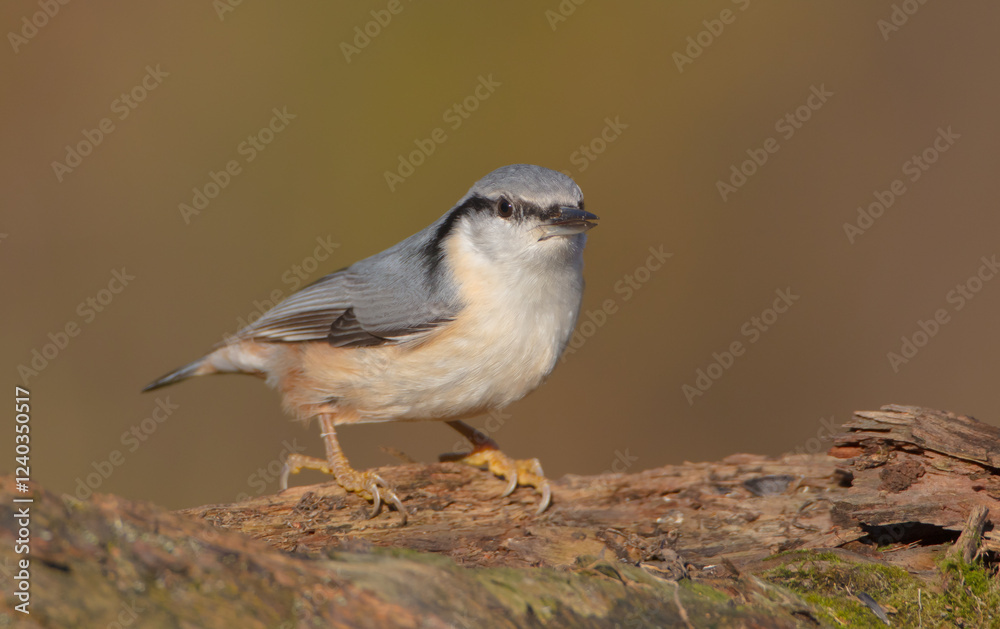 Fototapeta premium Eurasian nuthatch - in autumn at a wet forest