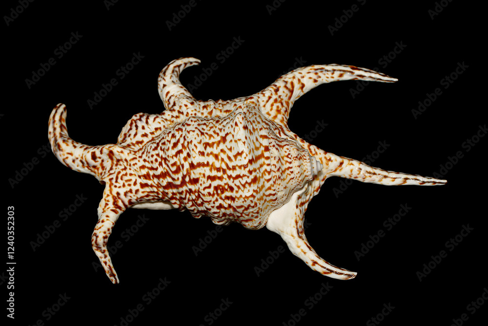 Chiragra Spider Conch (Harpago chiragra) top view on dark background, large sea snail family Strombidae. Chiragra Spider Conch (Harpago chiragra) top view on dark background, large sea snail family Strombidae.