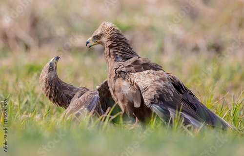 Lesser spotted eagle - pair of birds in spring photo