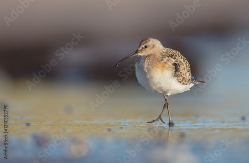The curlew sandpiper - young bird at a seashore on the autumn migration way